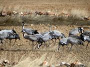 Grullas en los campos de Tornos