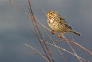 Cruixidell (Emberiza calandra)