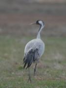 Grulla común al amanecer