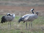 Grues, grullas comunes (Grus grus)