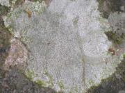 Aspicilia calcarea (L.) Mudd
