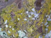 Chrysothrix chlorina (Ach.) Laundon