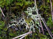 Cladonia furcata (Hudson) Schrader