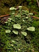 Cladonia pyxidata (L.) Hoffm.