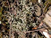 Cladonia uncinalis (L.) Weber ex Wigg.