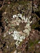 Flavoparmelia soredians (Nyl.) Hale