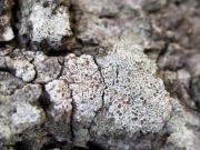 Lecanora chlarotera Nyl.