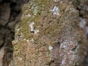 Lecanora expallens Ach.