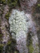 Lecanora strobilina (Spreng.) Kieff.