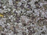 Lecanora varia (Hoffm.) Ach y Lecanora symmicta (Ach.) Ach.