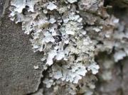 Parmelia sulcata Taylor y Fuscopannaria mediterranea