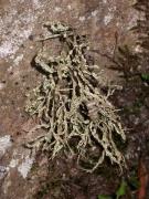 Ramalina subfarinacea (Nyl. ex Cromb.) Nyl.