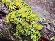 Xanthoria polycarpa (Hoffm.) Th. Fr. ex Rieber